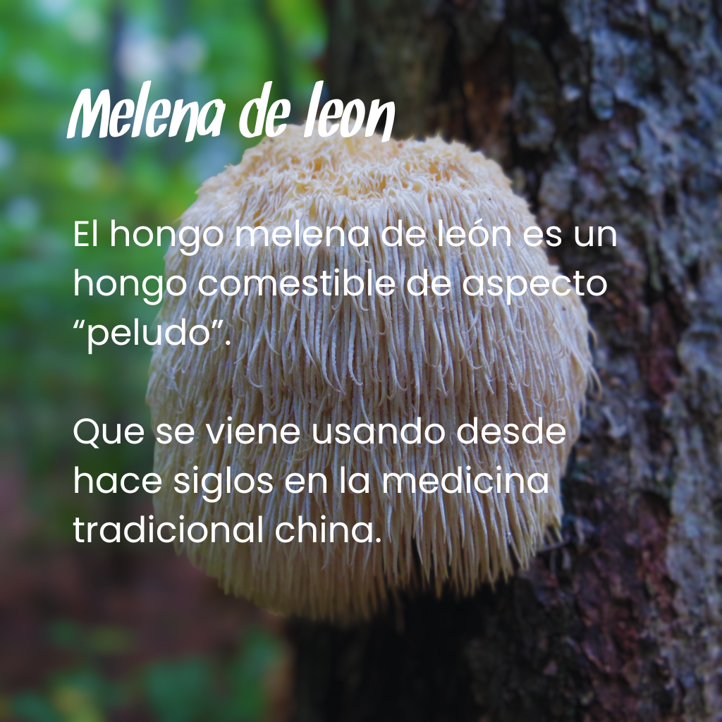 Alimento funcional Melena de león. Soluna